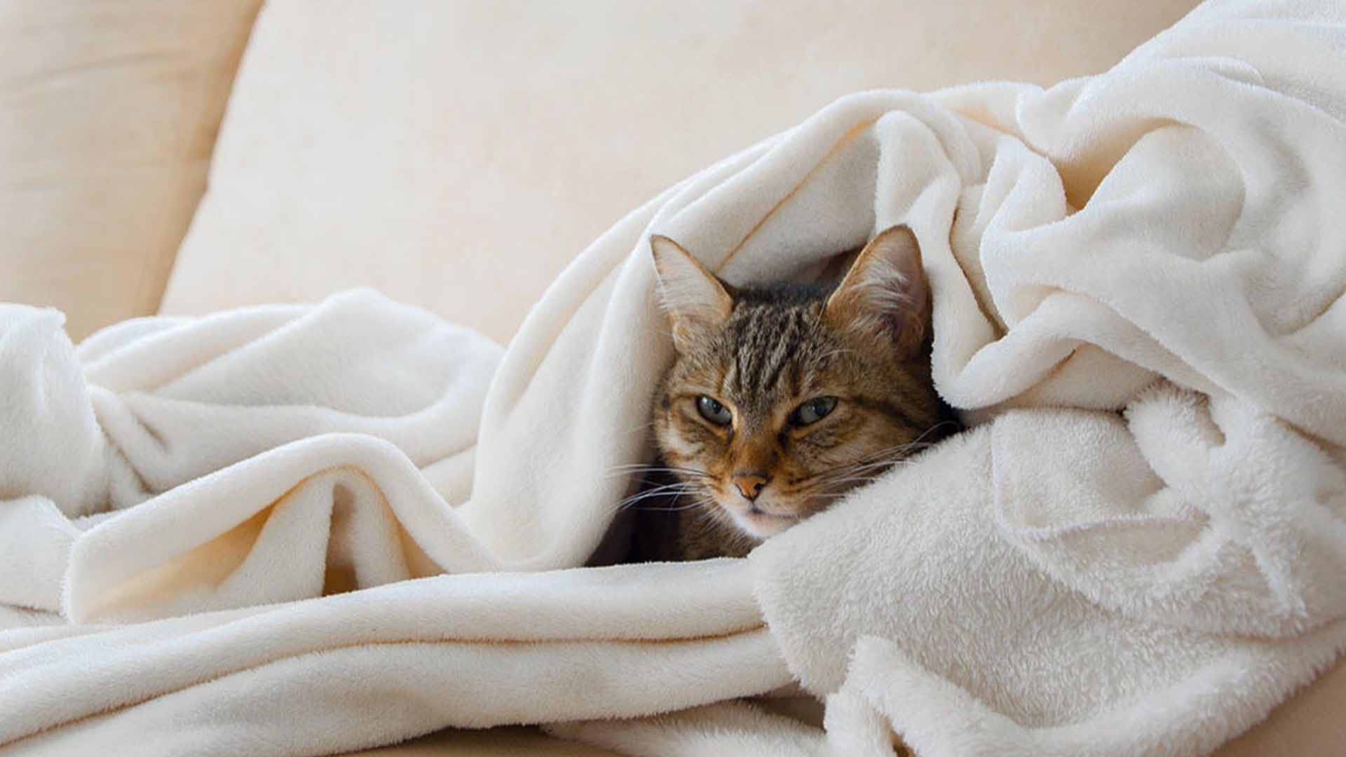 مدیریت استرس گربه ها در سفر