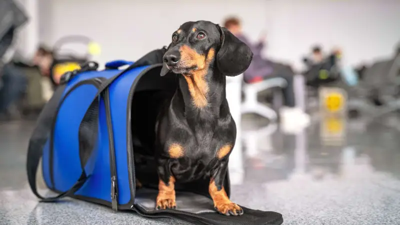 What to Do If Your Pet Is Lost at the Airport