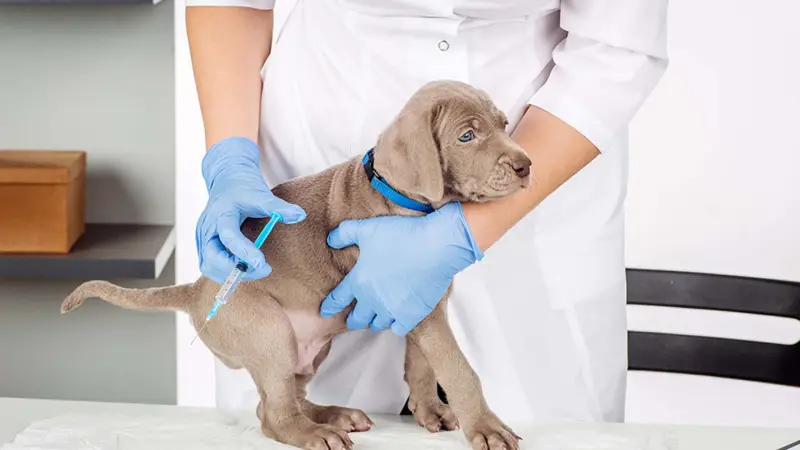 The Importance of Rabies Vaccination