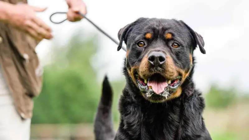 An Overview of Dangerous Dog Breeds Banned on Flights