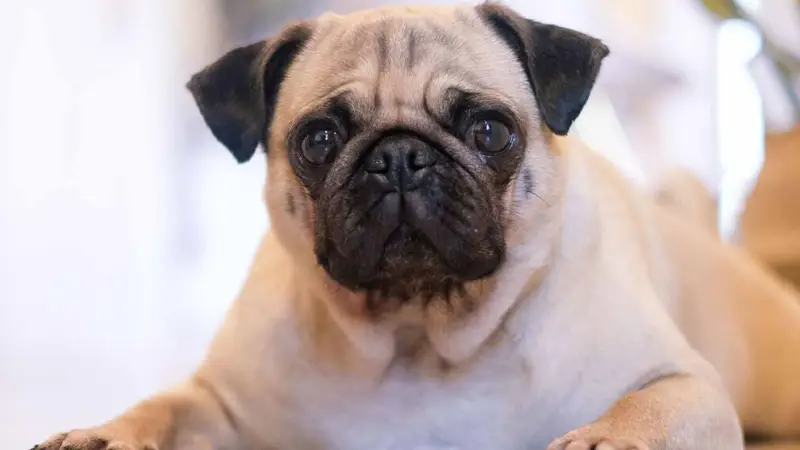 Understanding Short-Snouted Dog Breeds