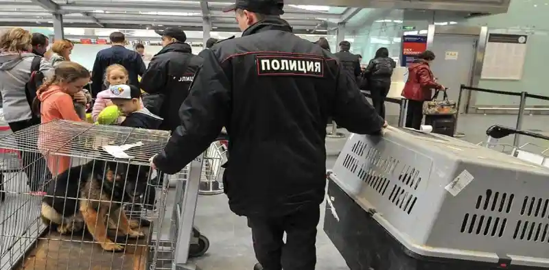 Unaccompanied Pet Transport (Cargo)